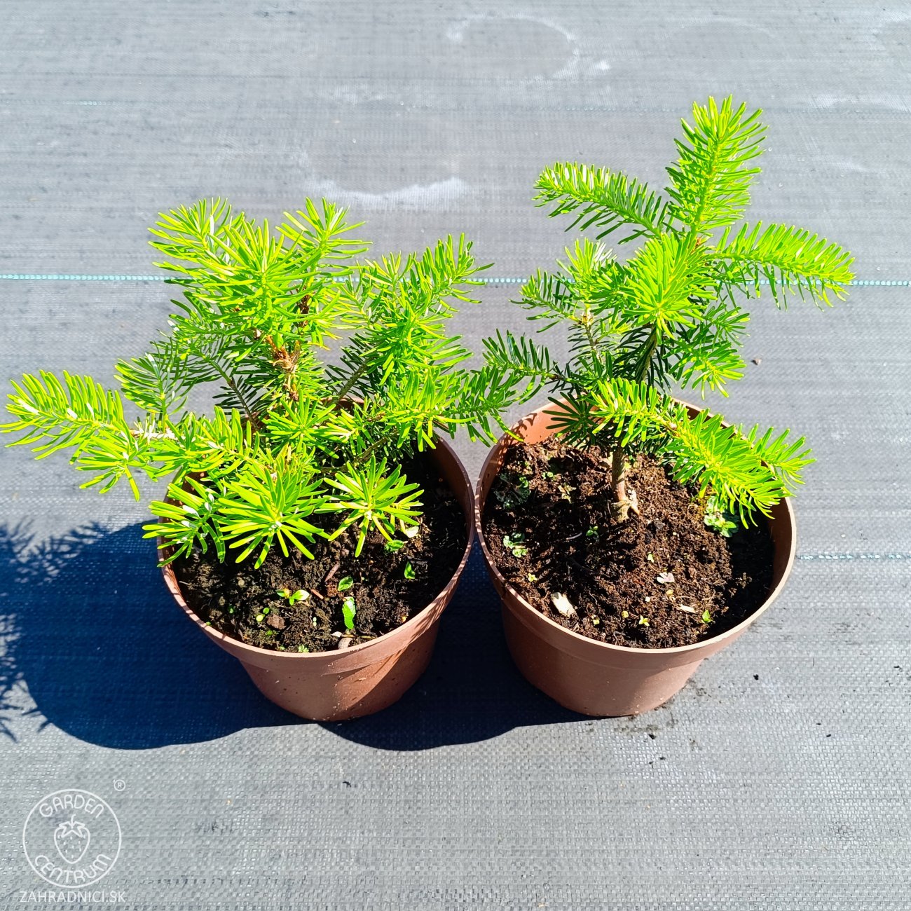 Obrázok Jedľa kórejská (Abies koreana) - výška 10-15 cm, kont. C2L